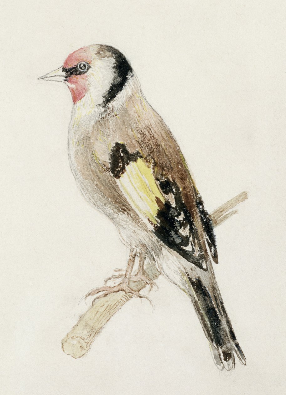 Stieglitz, aus dem Farnley Buch der Vögel, ca. 1816 von Joseph Mallord William Turner