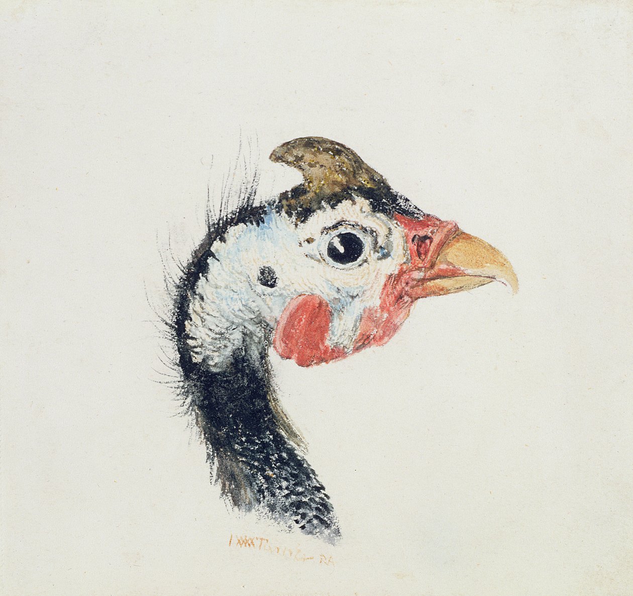 Perlhuhn, aus dem Farnley-Buch der Vögel, ca. 1816 von Joseph Mallord William Turner