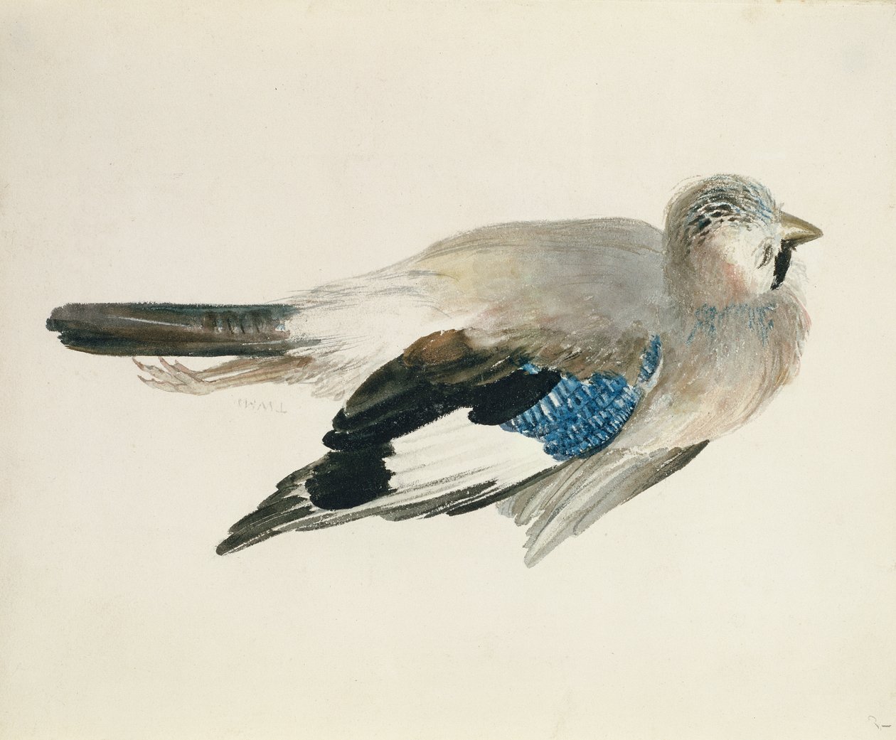 Eichelhäher, aus dem Farnley Buch der Vögel, ca. 1816 von Joseph Mallord William Turner