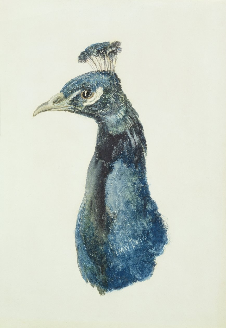 Pfau, aus dem Farnley Buch der Vögel, ca. 1816 von Joseph Mallord William Turner