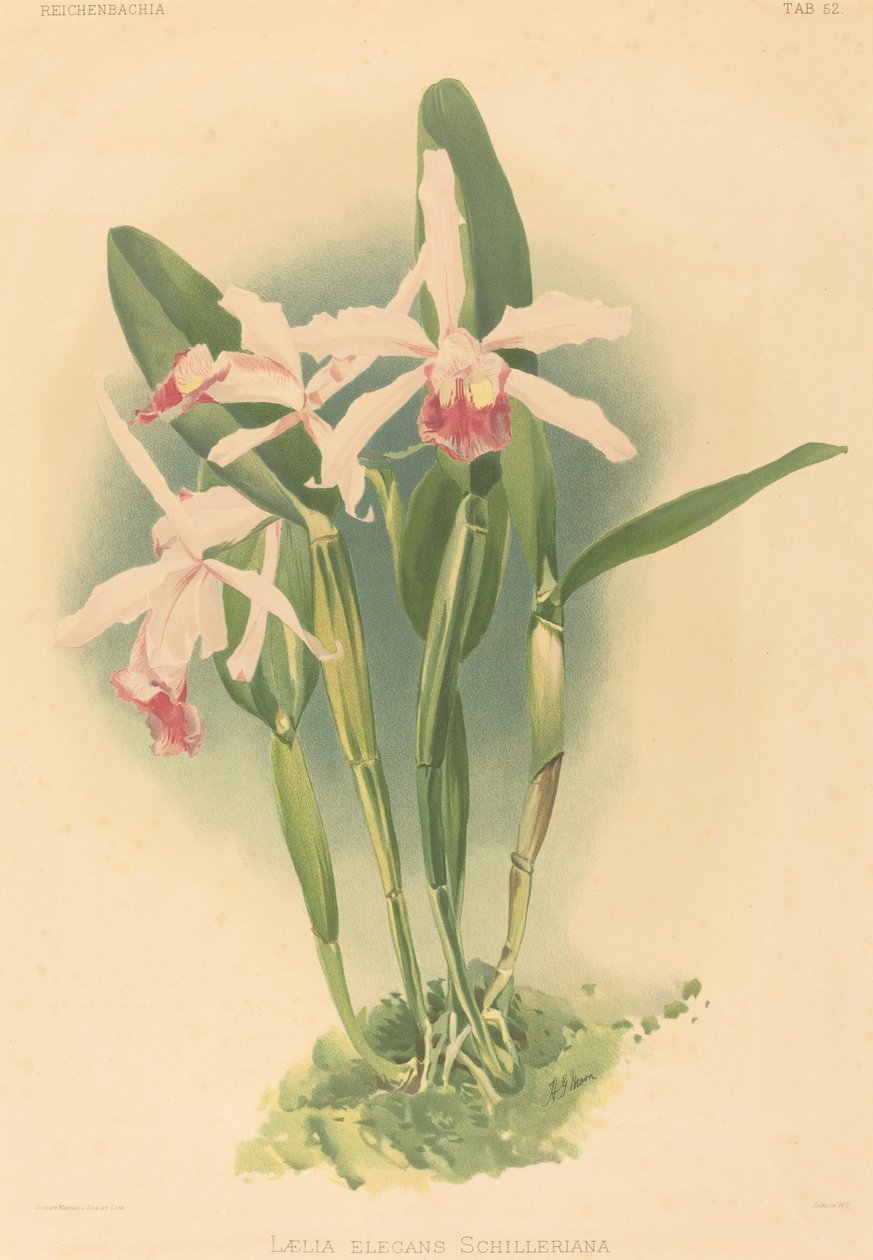 Laelia Elegans Schilleriana von Joseph Mansell after Henry George Moon