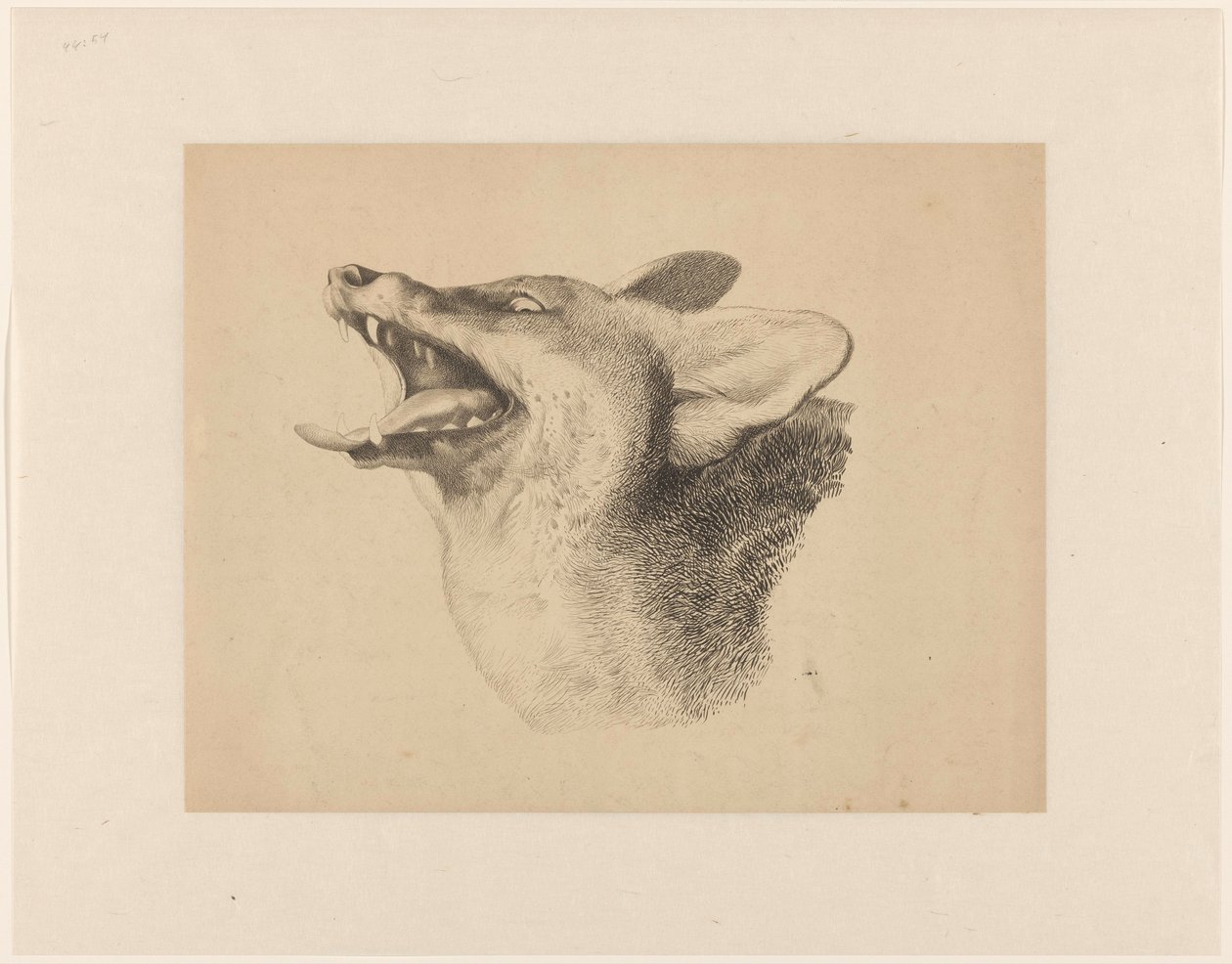 Kopf eines Fuchses von Joseph Mendes da Costa