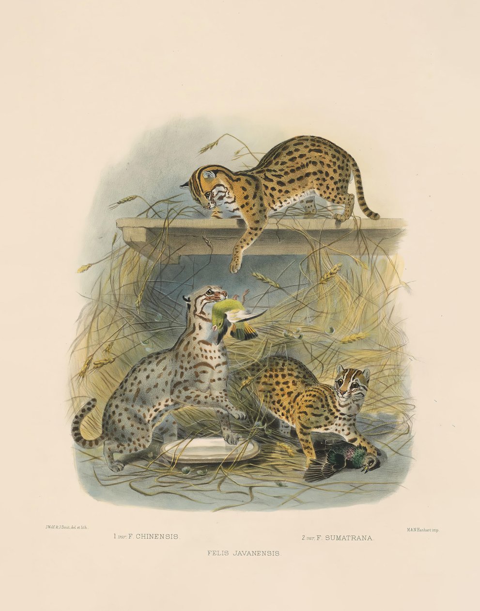 Asiatische Bengalkatzen (Felis javanensis, F. chinensis, F. sumatrana) von Joseph Wolf