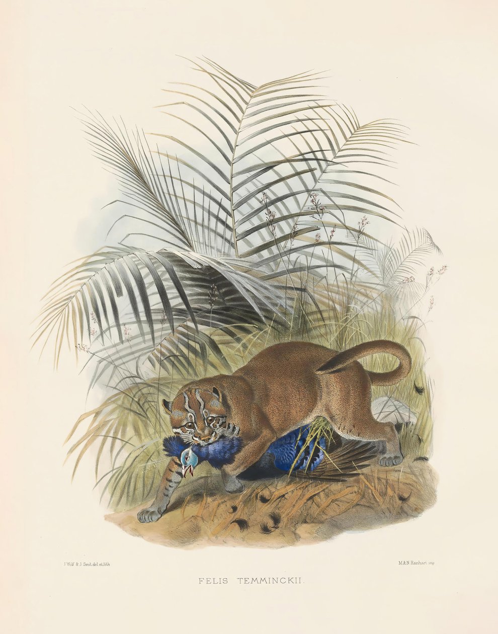 Asiatische Goldkatze (Felis temminckii) von Joseph Wolf