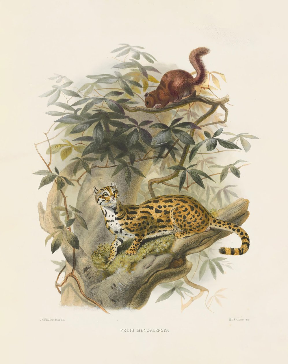 Bengalkatze (Felis bengalensis) von Joseph Wolf