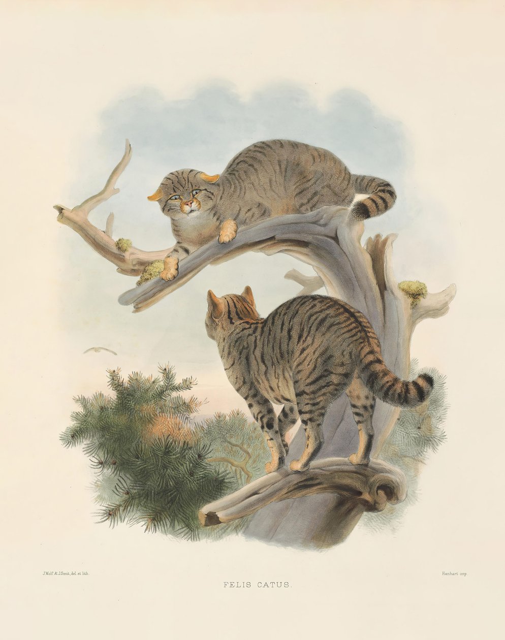 Europäische Wildkatze (Felis catus) von Joseph Wolf