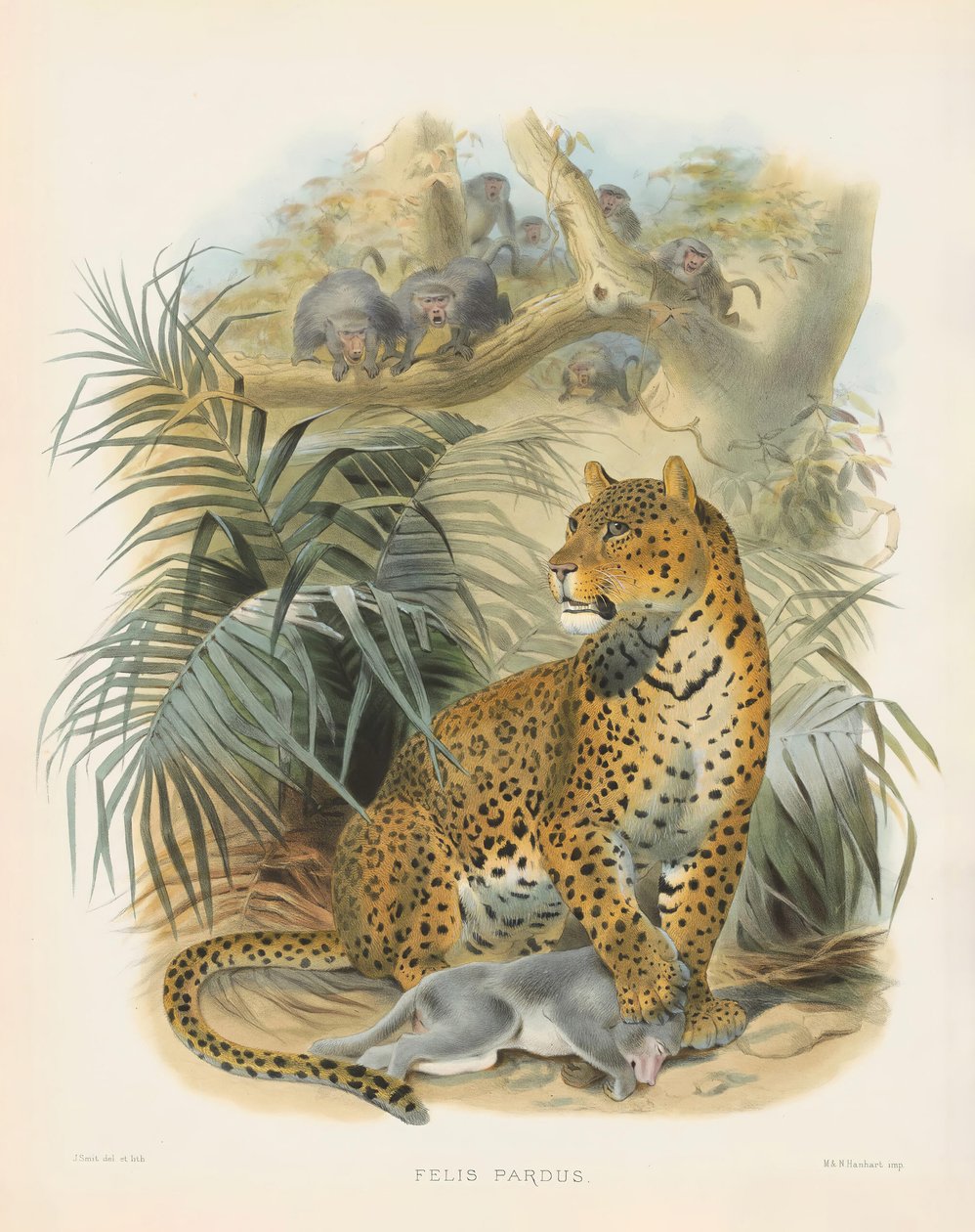 Leopard von Joseph Wolf