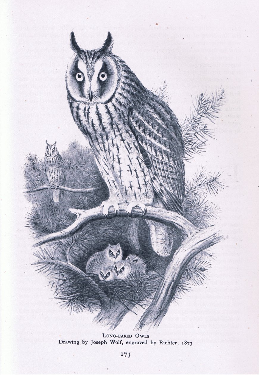 Waldohreule, Natur in Großbritannien veröffentlicht von Collins, 1946 von Joseph Wolf