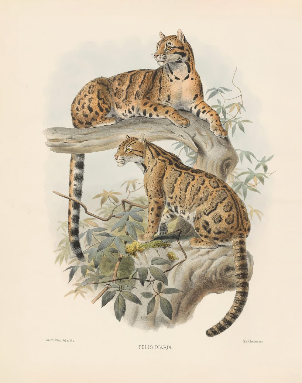 Marmorierte Katze (Felis diardi) von Joseph Wolf