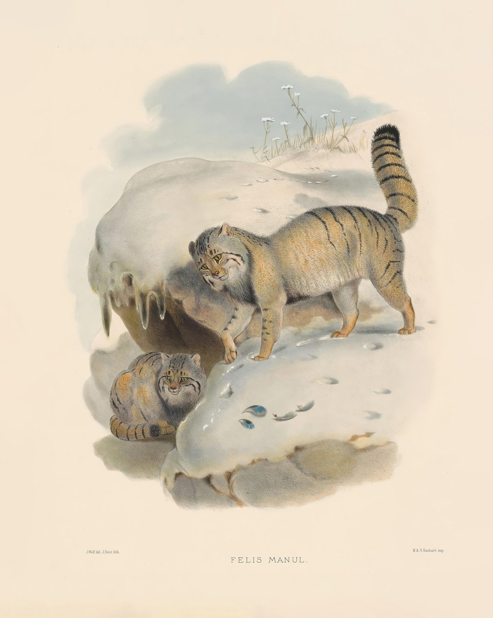 Manul (Felis manul) von Joseph Wolf