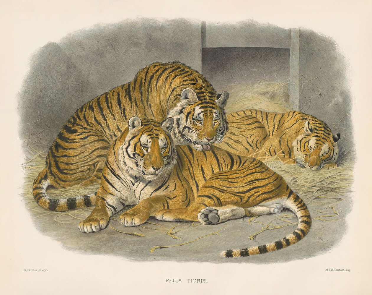 Königlicher Bengalischer Tiger (Felis tigris) von Joseph Wolf