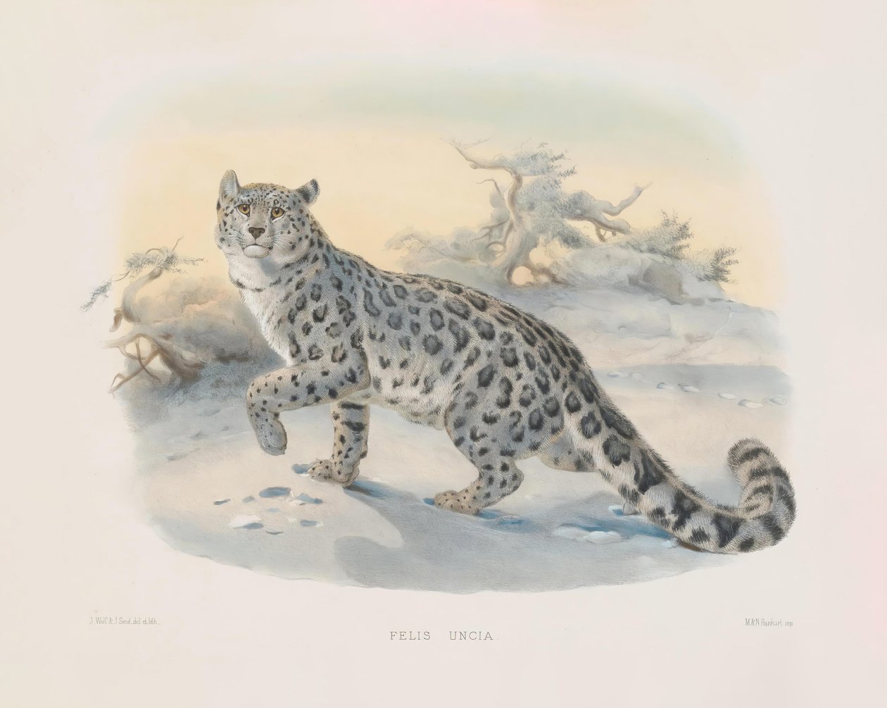Schneeleopard (Felis uncia) von Joseph Wolf