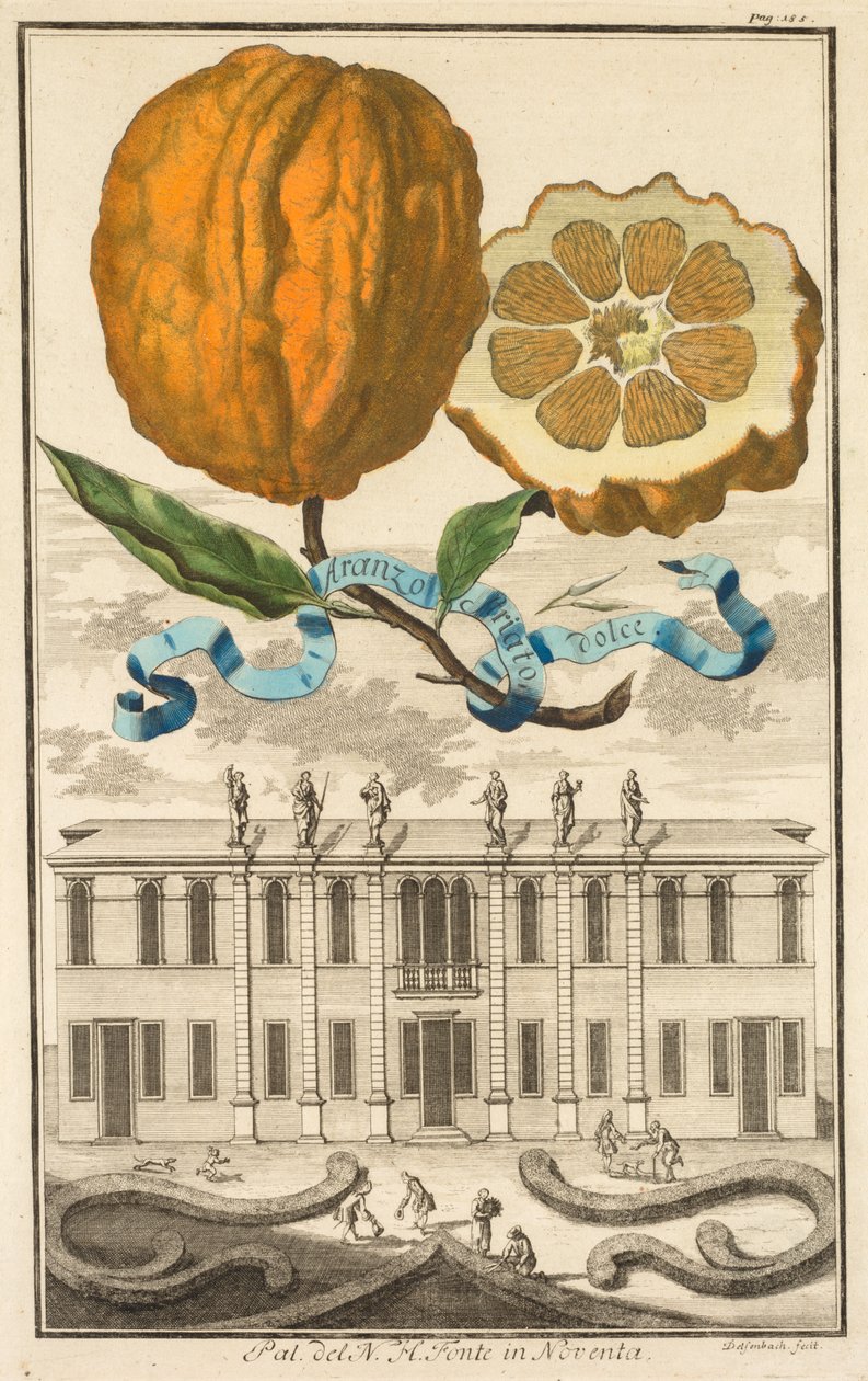 Nürnbergische Hesperides: No185 - Aranzo Striato dolce. Palazzo del N. H. Fonte in Noventa von Joseph de Montalegre