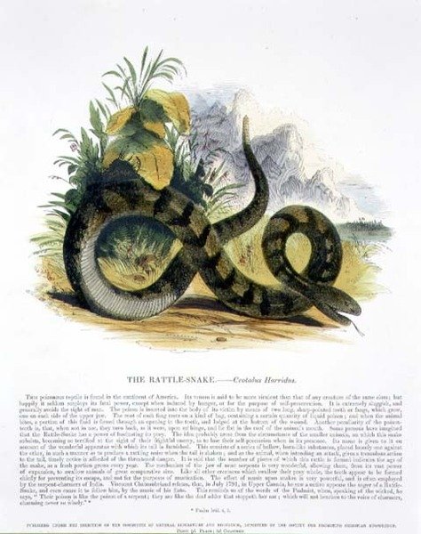 Die Klapperschlange (Crotalus horridus) Bildungstafel, veröffentlicht von der Society for Promoting Christian Knowledge von Josiah Wood Whymper