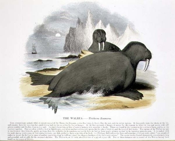 Das Walross (Trichecus rosmarus), pädagogische Illustration veröffentlicht von der Society for Promoting Christian Knowledge von Josiah Wood Whymper