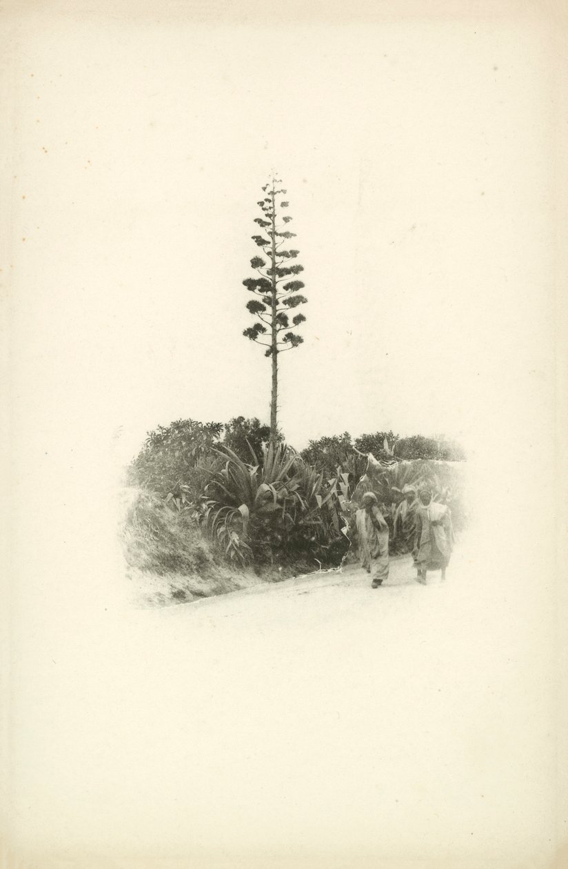Eine der Ansichten von Algerien von Jules Gervais-Courtellemont von Jules (after) Gervais-Courtellemont