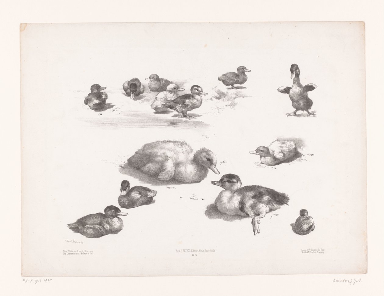 Studien von Enten und Entenküken von Jules Joseph Augustin Laurens
