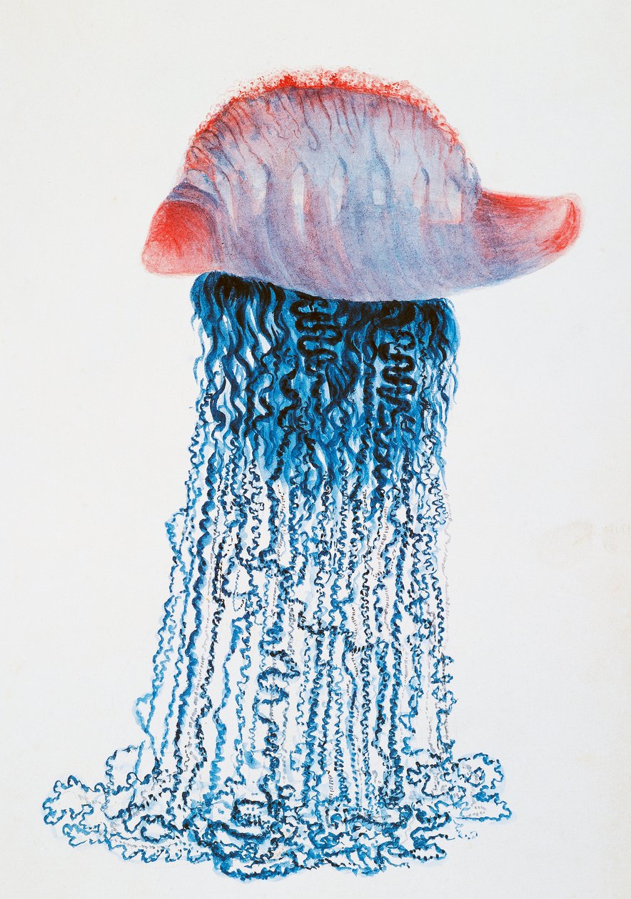 Medusa, Zeichnung von Jules Louis Lejeun, aus Duperreys Reise um die Welt, von Louis Isidore Duperrey, Frankreich von Jules Louis Lejeun