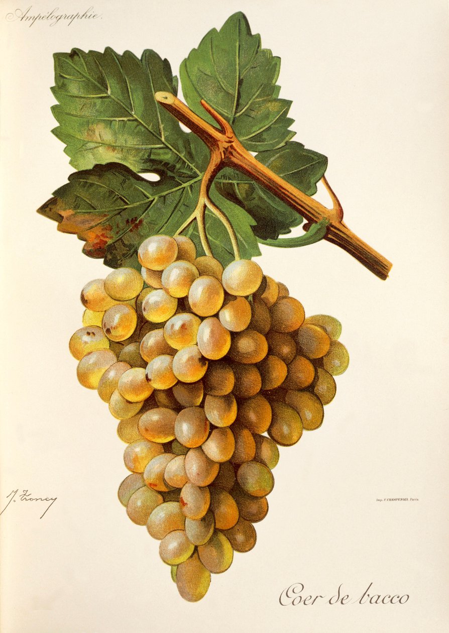 Coer de Bacco Traube, aus Traite General de Viticulture. Ampelographie von Jules Troncy