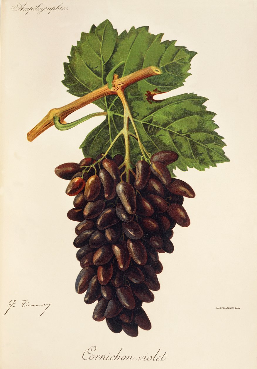 Cornichon Violet-Traube von Jules Troncy
