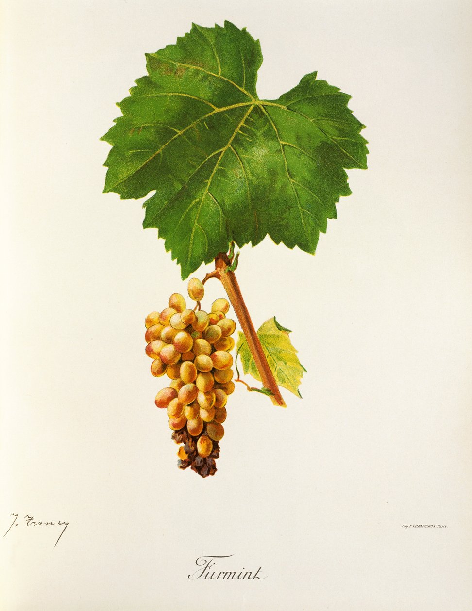 Furmint Traube von J. Troncy von Jules Troncy