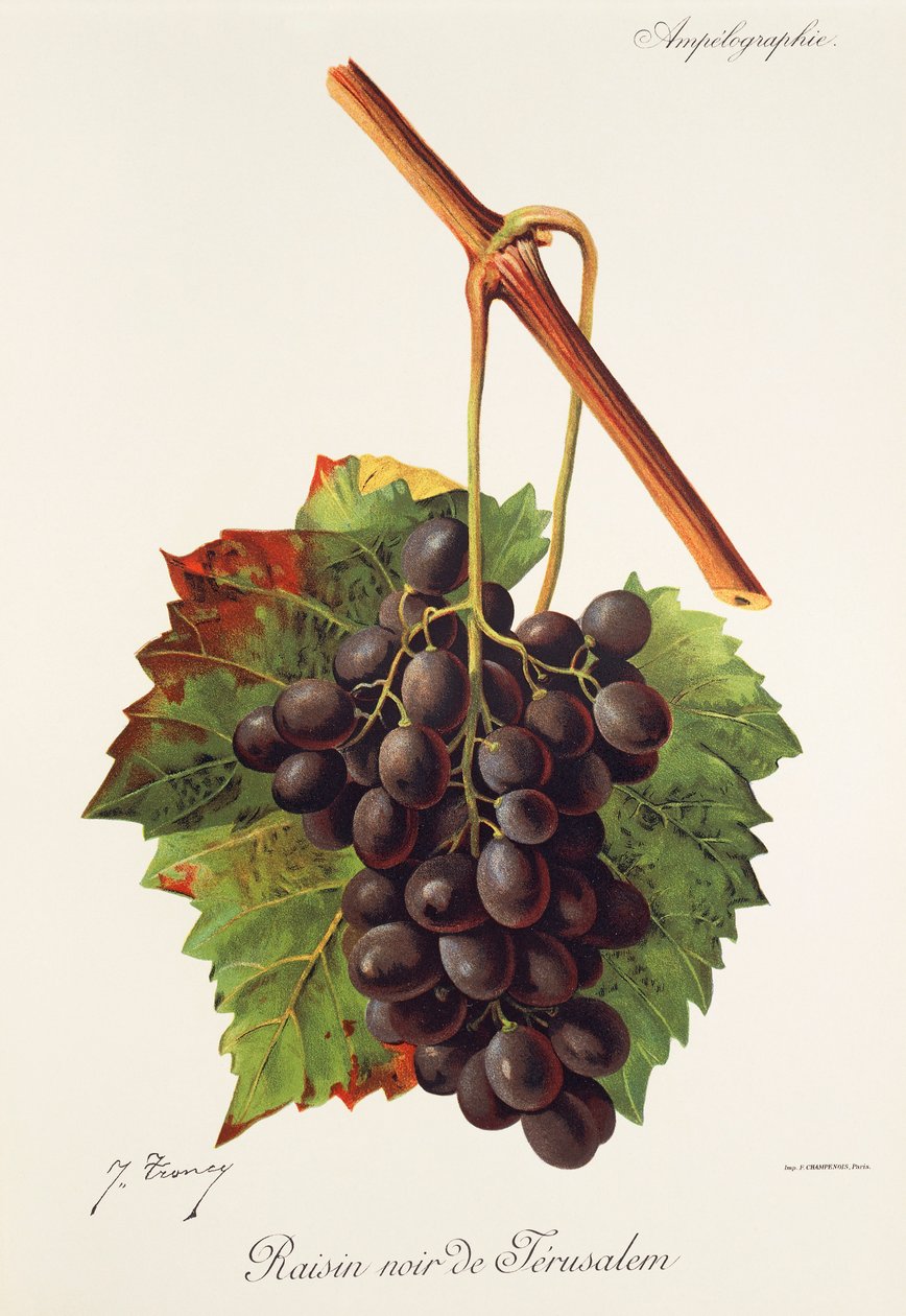 Raisin Noir de Jerusalem-Traube von Jules Troncy