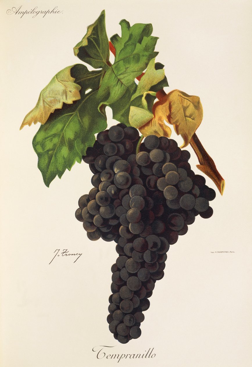 Tempranillo Traube von J. Troncy von Jules Troncy