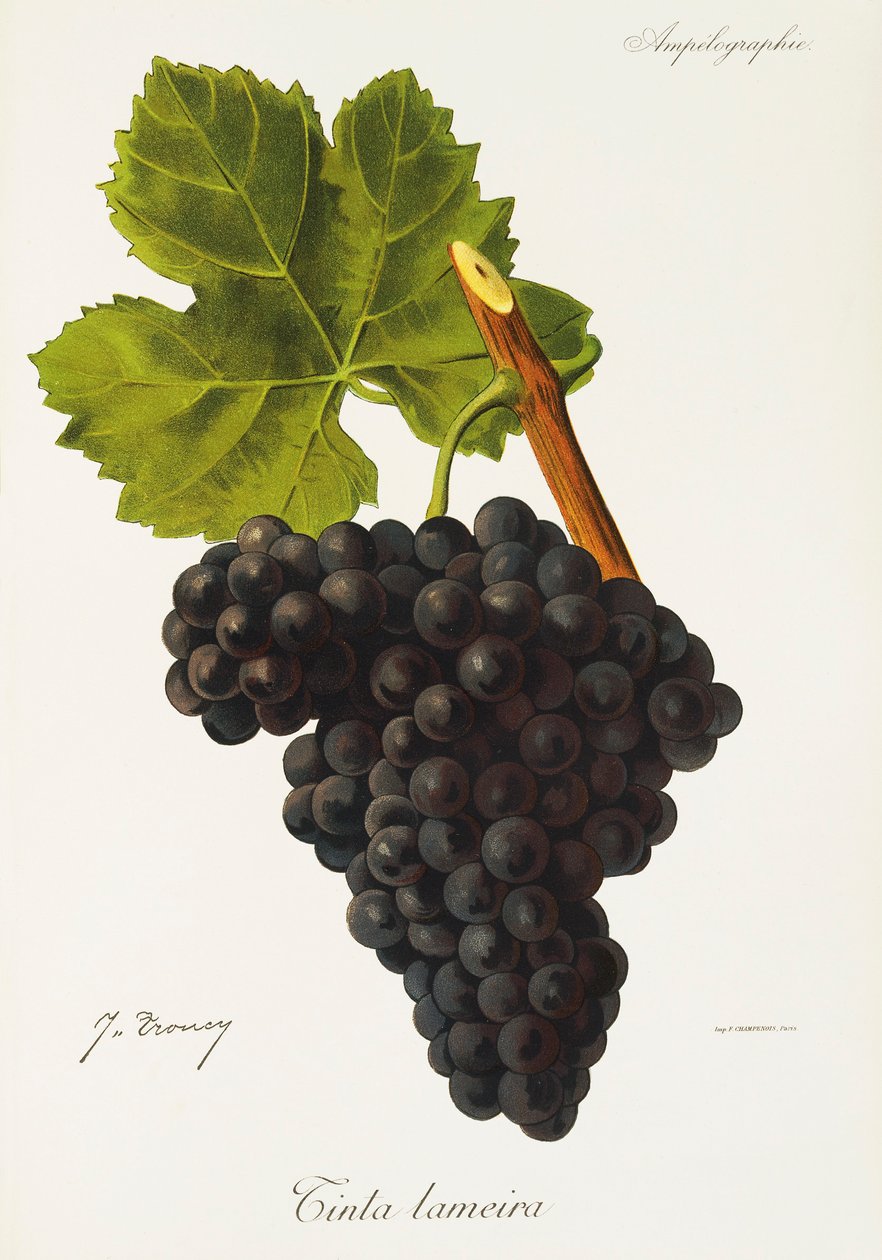 Tinta Lameira-Traube von Jules Troncy