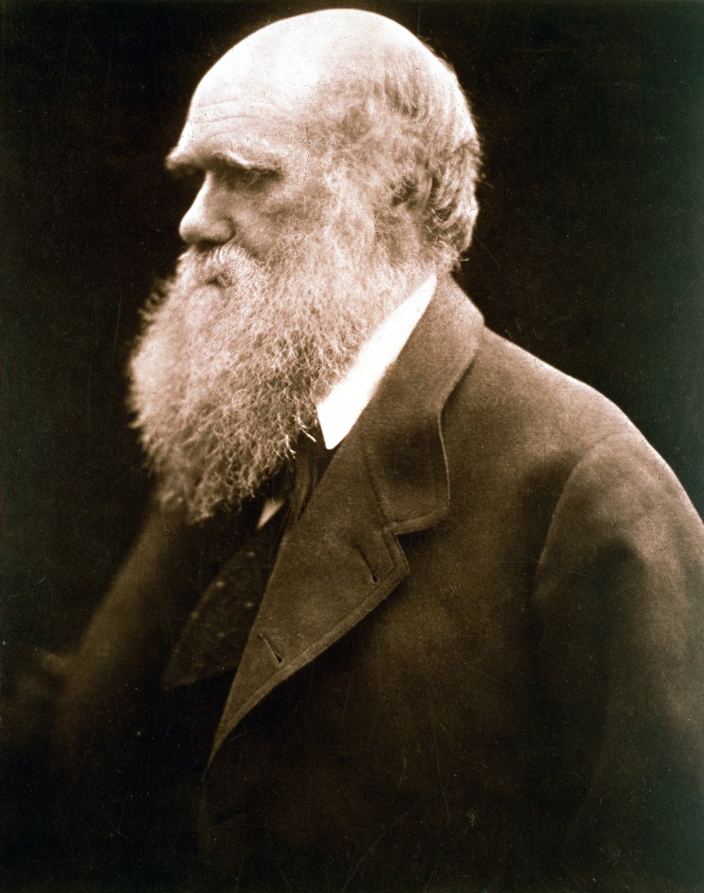 Charles Darwin, britischer Naturforscher, ca. 1870er Jahre von Julia Margaret Cameron