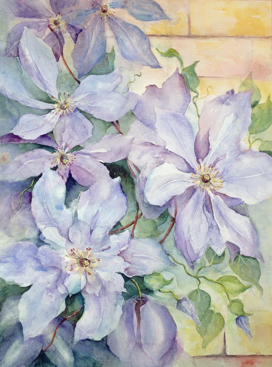 Clematis, Der Präsident von Karen Armitage