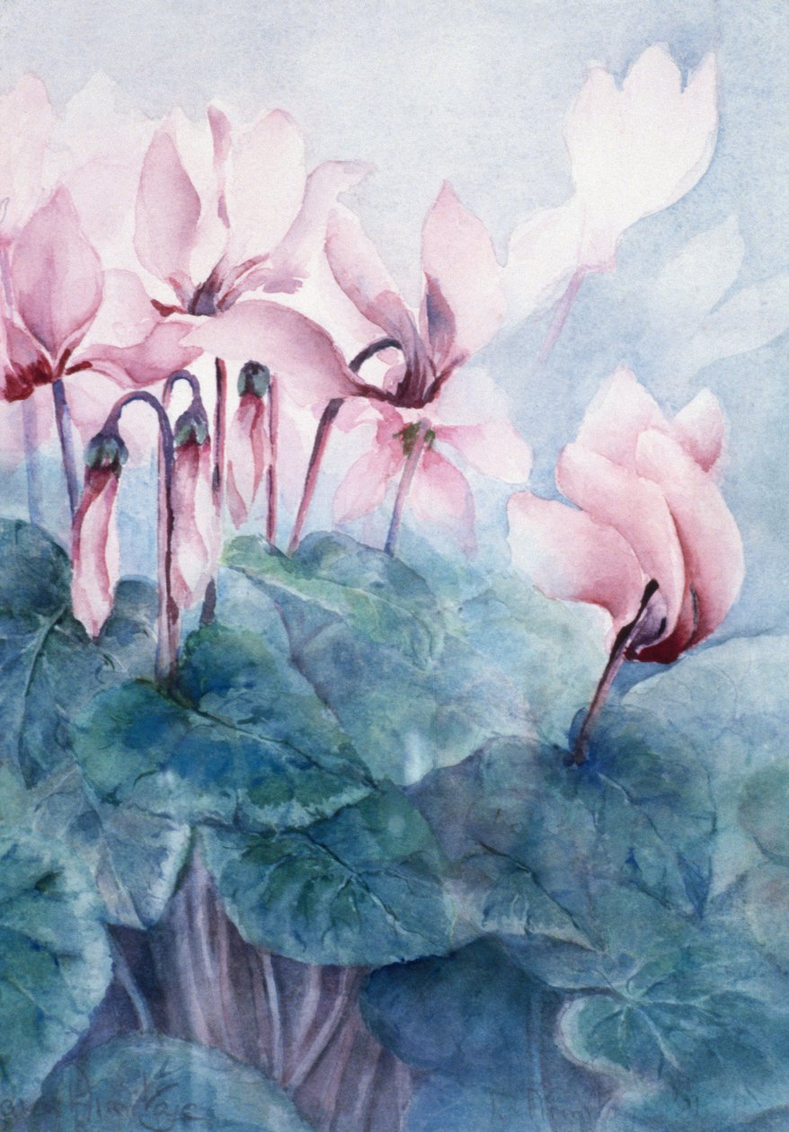 Rosa Cyclamen Pseudibericum von Karen Armitage