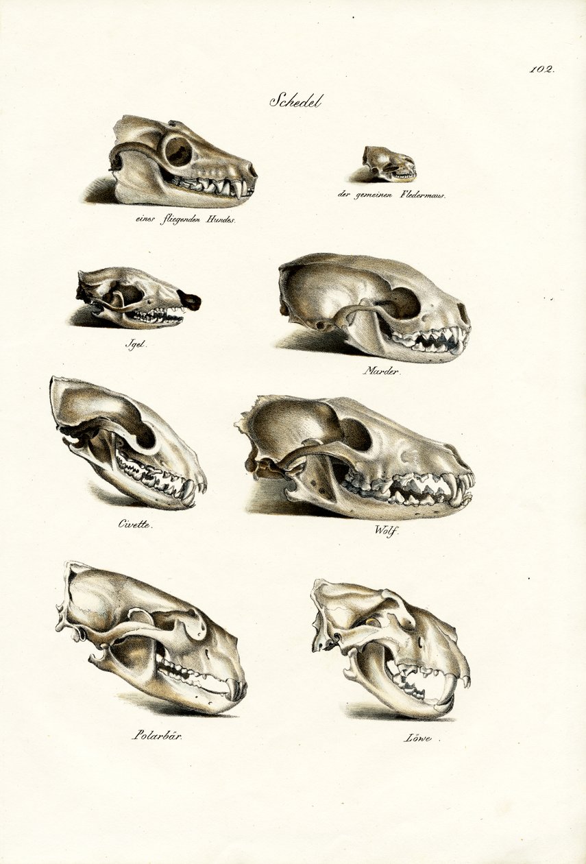 Schädel von Fleischfressern, 1824 von Karl Joseph Brodtmann