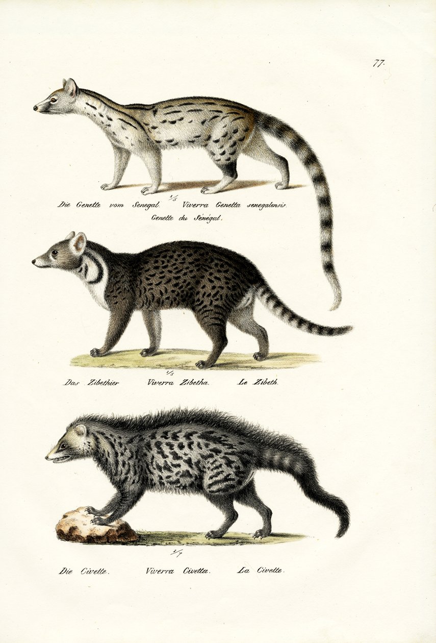 Zibetkatze, 1824 von Karl Joseph Brodtmann