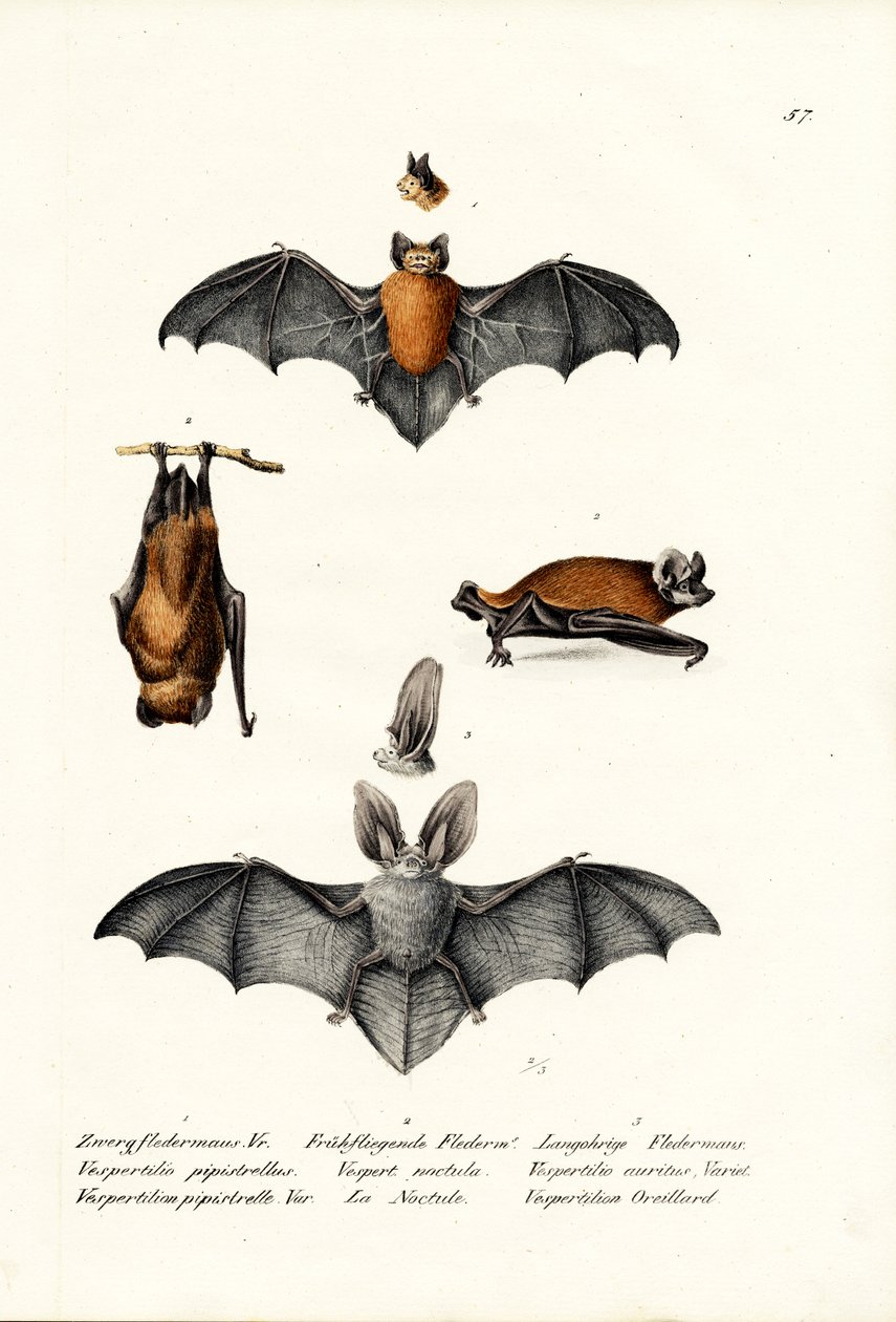 Zwergfledermaus, 1824 von Karl Joseph Brodtmann