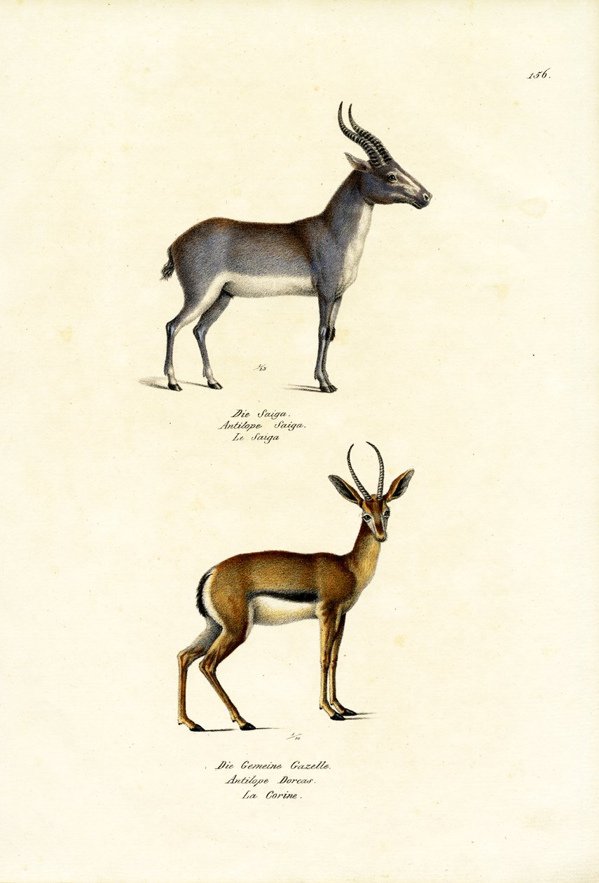 Saiga-Antilope, 1824 von Karl Joseph Brodtmann
