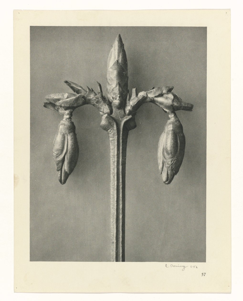 Pflanzenstudien Urformen der Kunst: fotografische Pflanzenbilder (Serientitel) von Karl Blossfeldt