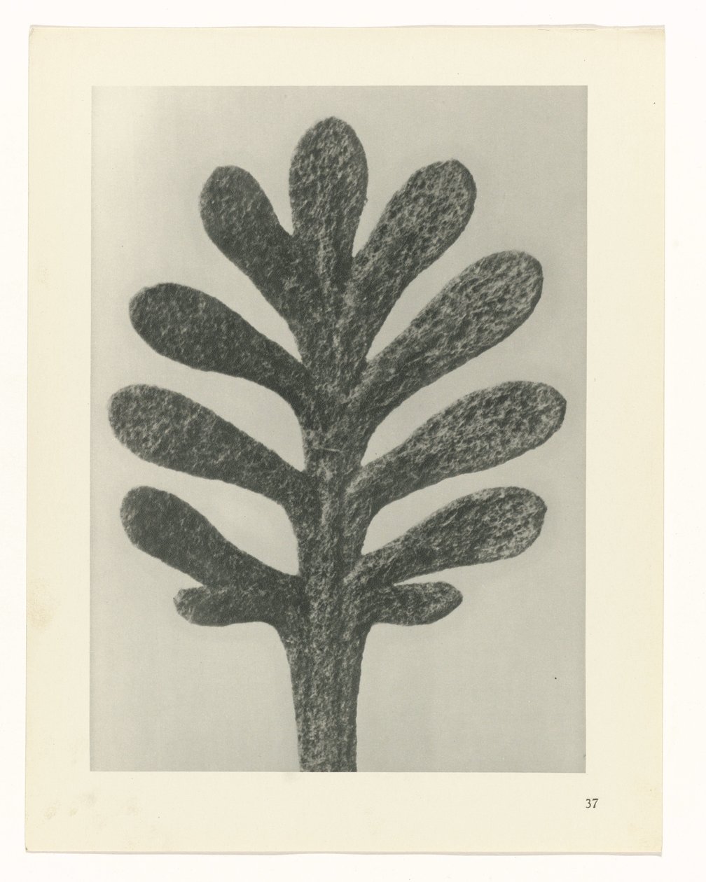 Pflanzenstudien Urformen der Kunst: fotografische Pflanzenbilder (Serientitel) von Karl Blossfeldt