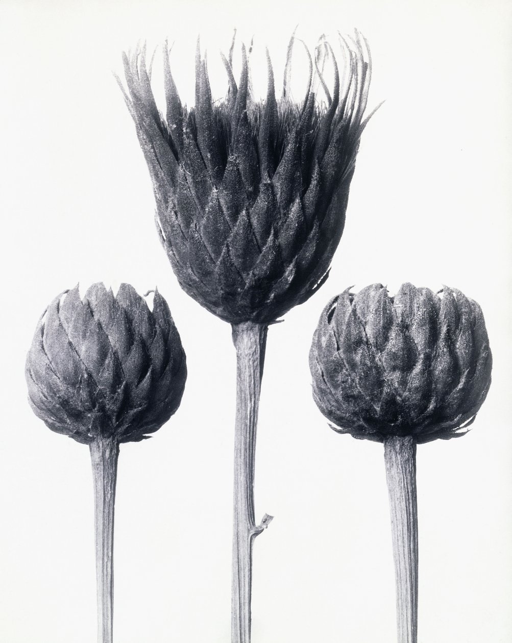 Serratula Nudicaulis (Kahlstängelige Sägewurz), ca. 1928 von Karl Blossfeldt