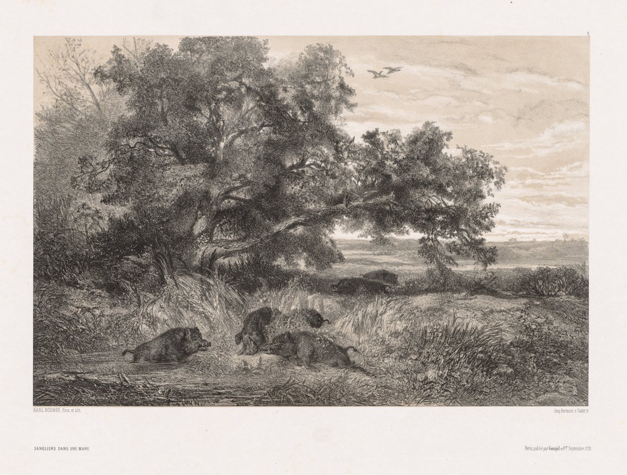Tiere und Landschaft nach der Natur: Wildschwein in einem Teich von Karl Bodmer