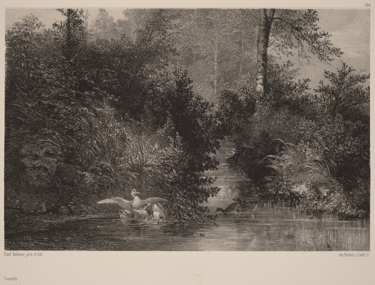 Enten von Karl Bodmer