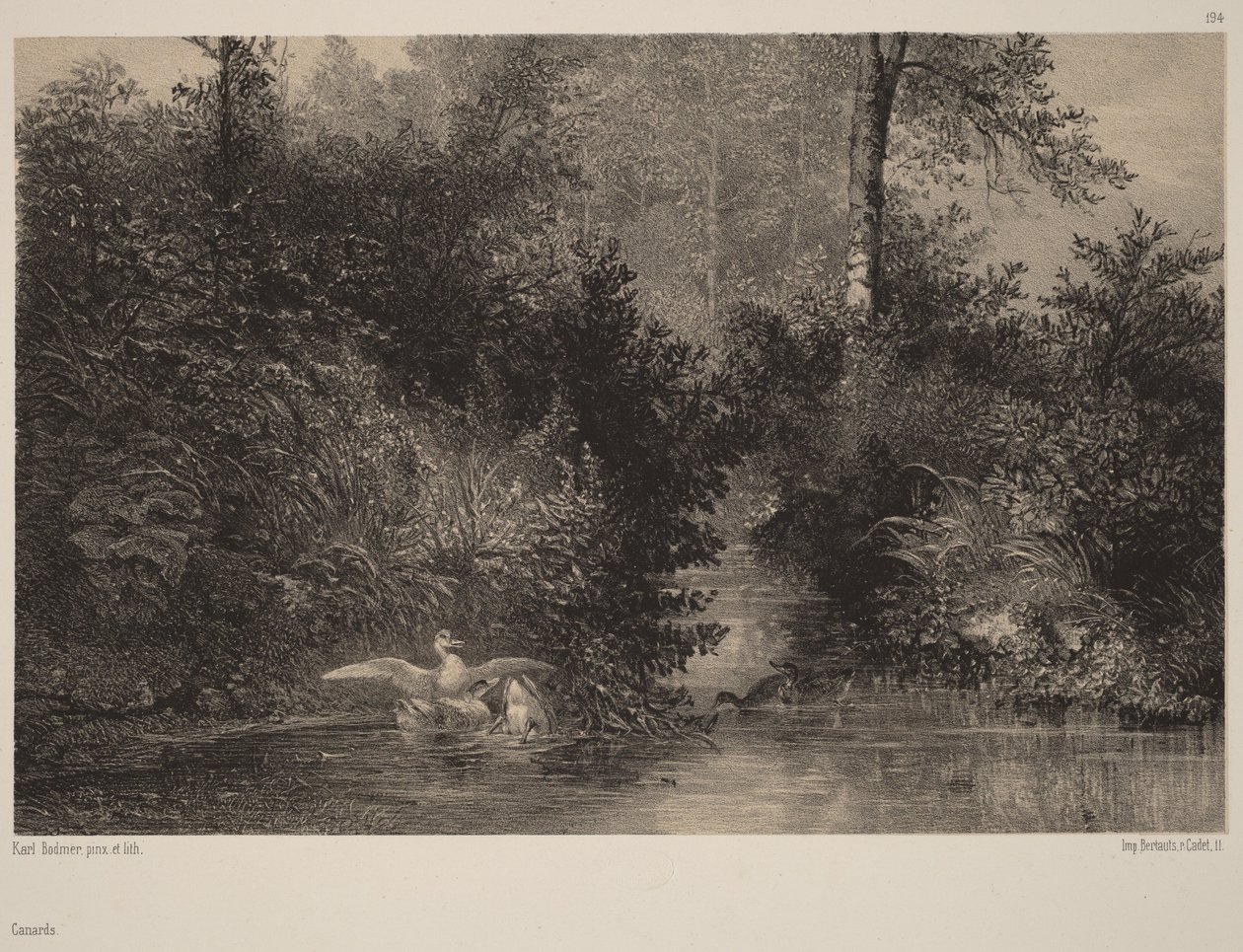 Enten von Karl Bodmer
