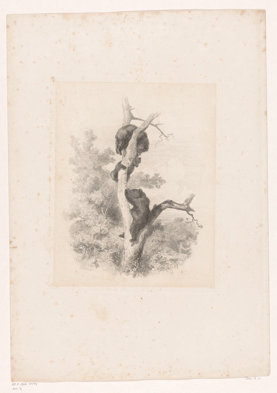Drei Bären in einem Baum von Karl Bodmer