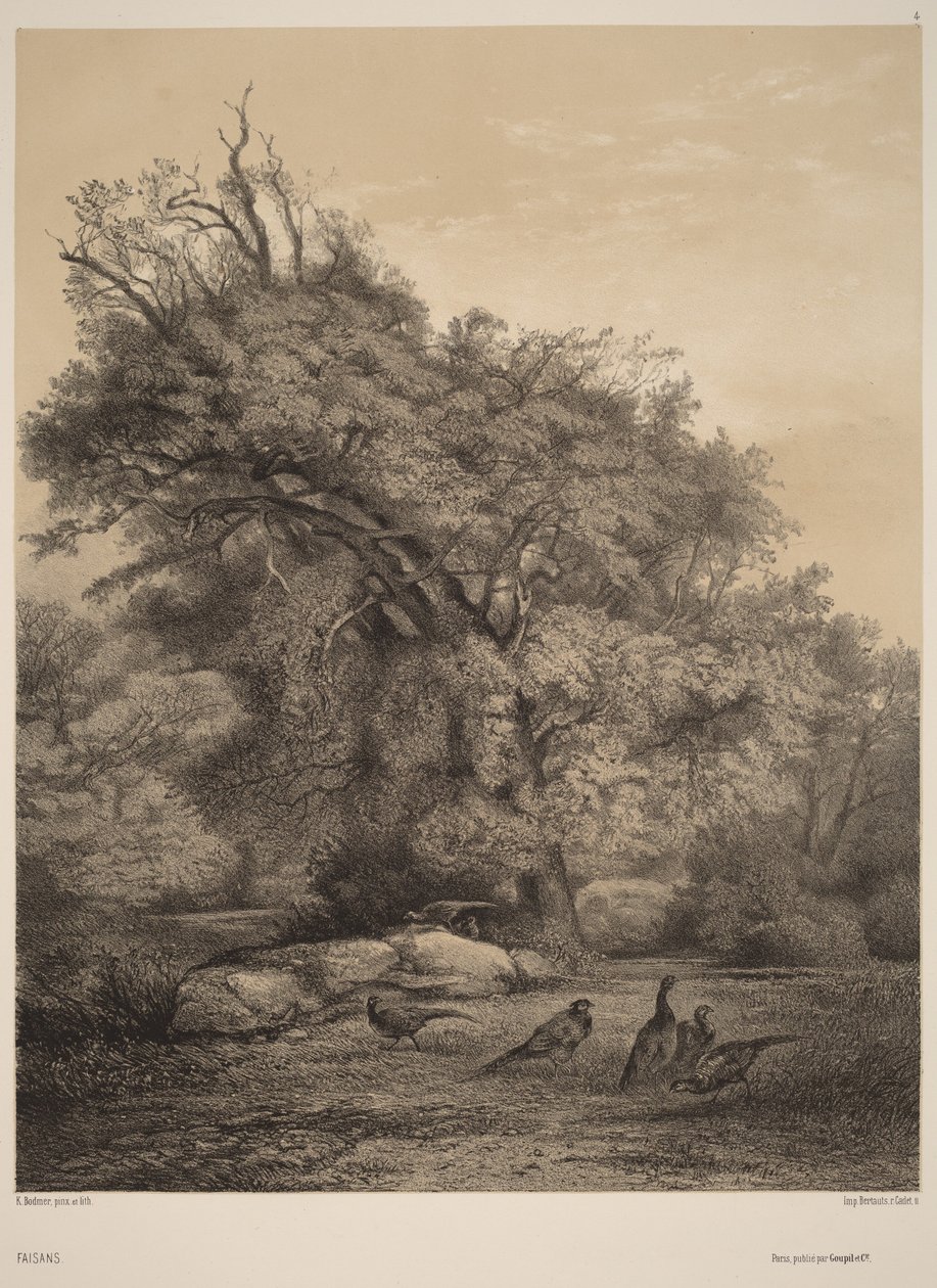 Fasane von Karl Bodmer