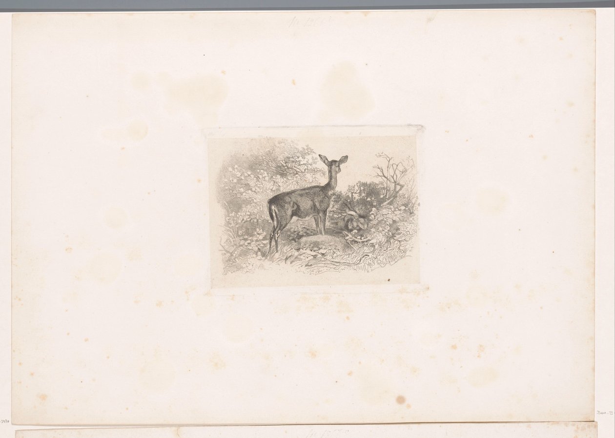 Hirschkuh im Wald (Landschaften mit Tieren, Serie) von Karl Bodmer