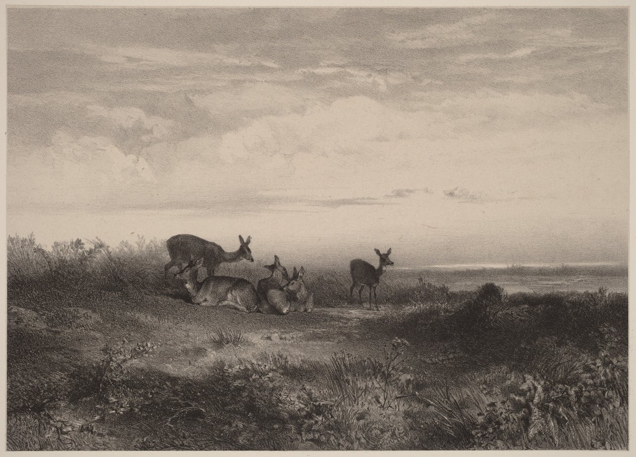 Die Rehe von Karl Bodmer