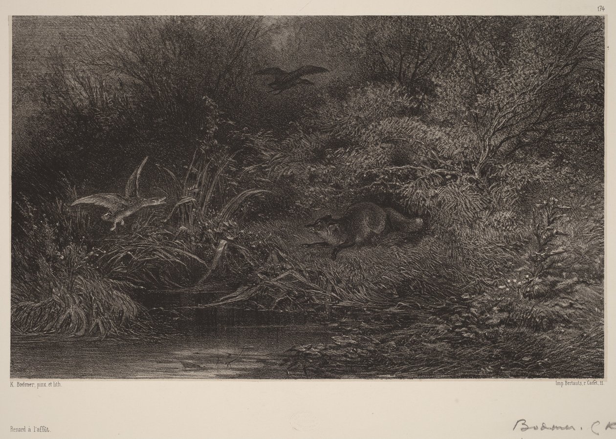 Fuchs auf der Lauer von Karl Bodmer