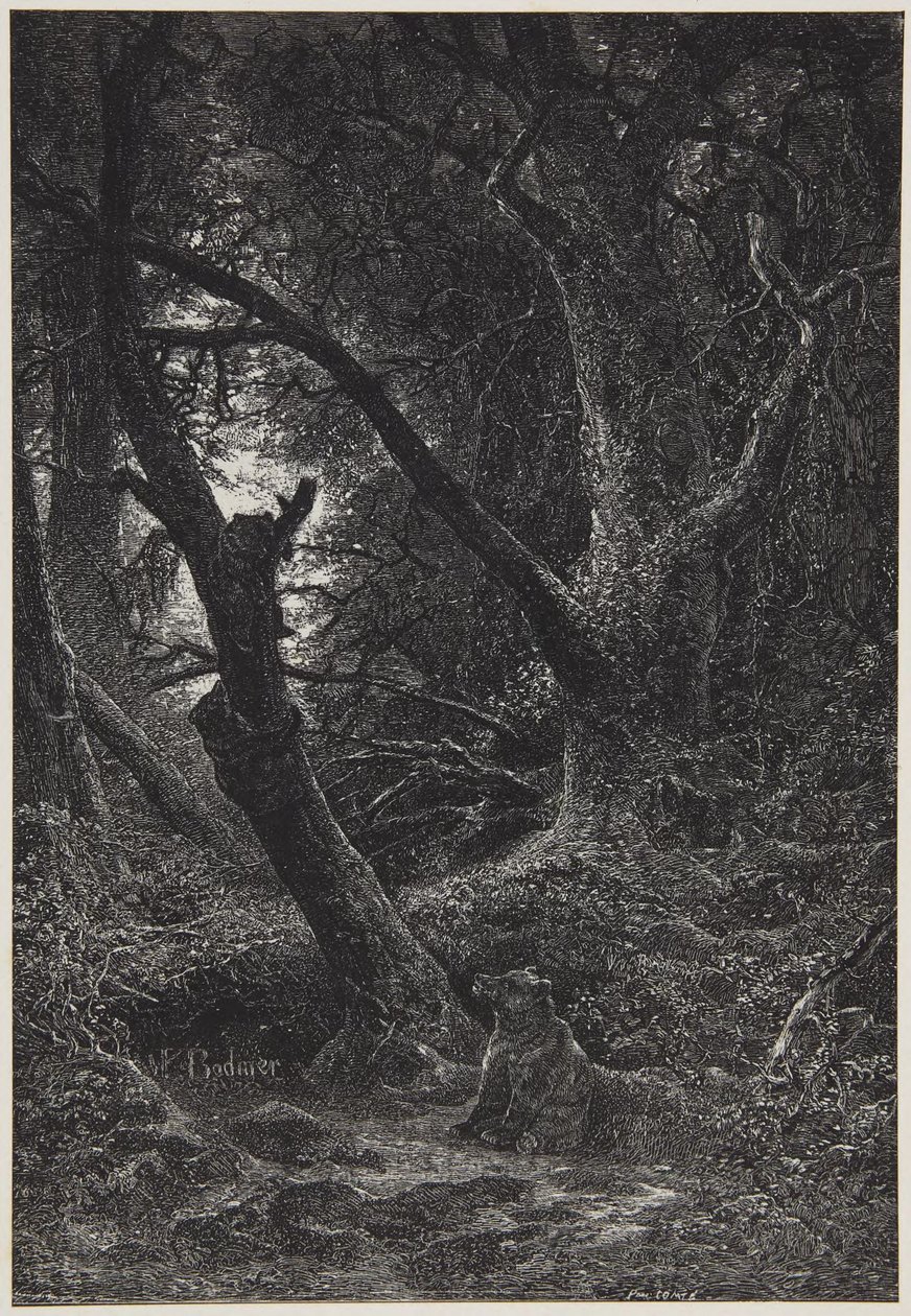 Zwei Bären im Wald von Karl Bodmer