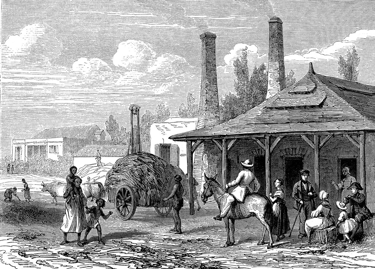 Zuckerpflanze auf Mauritius im Jahr 1863 von Karl Girardet