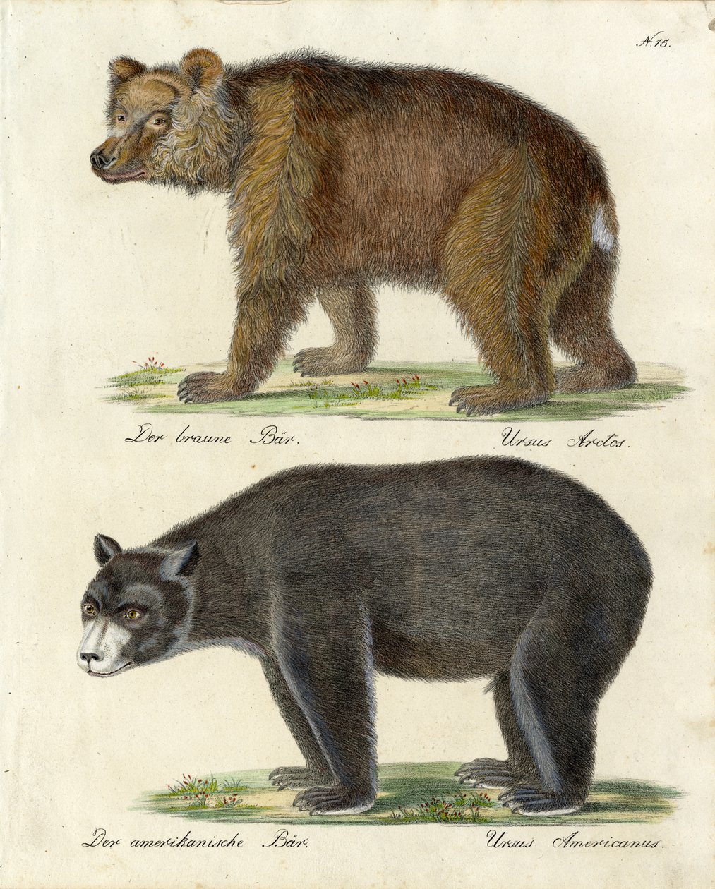 Braunbär und Amerikanischer Bär von Karl Joseph Brodtmann