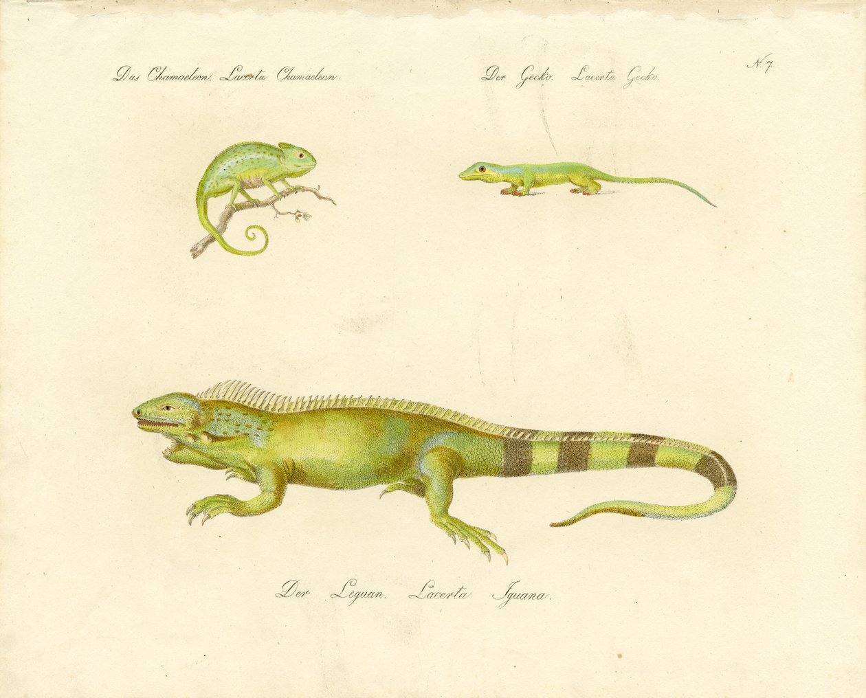 Chamäleon, Gecko und Leguan von Karl Joseph Brodtmann